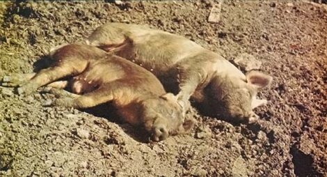 Raising Pigs of Your Own Image